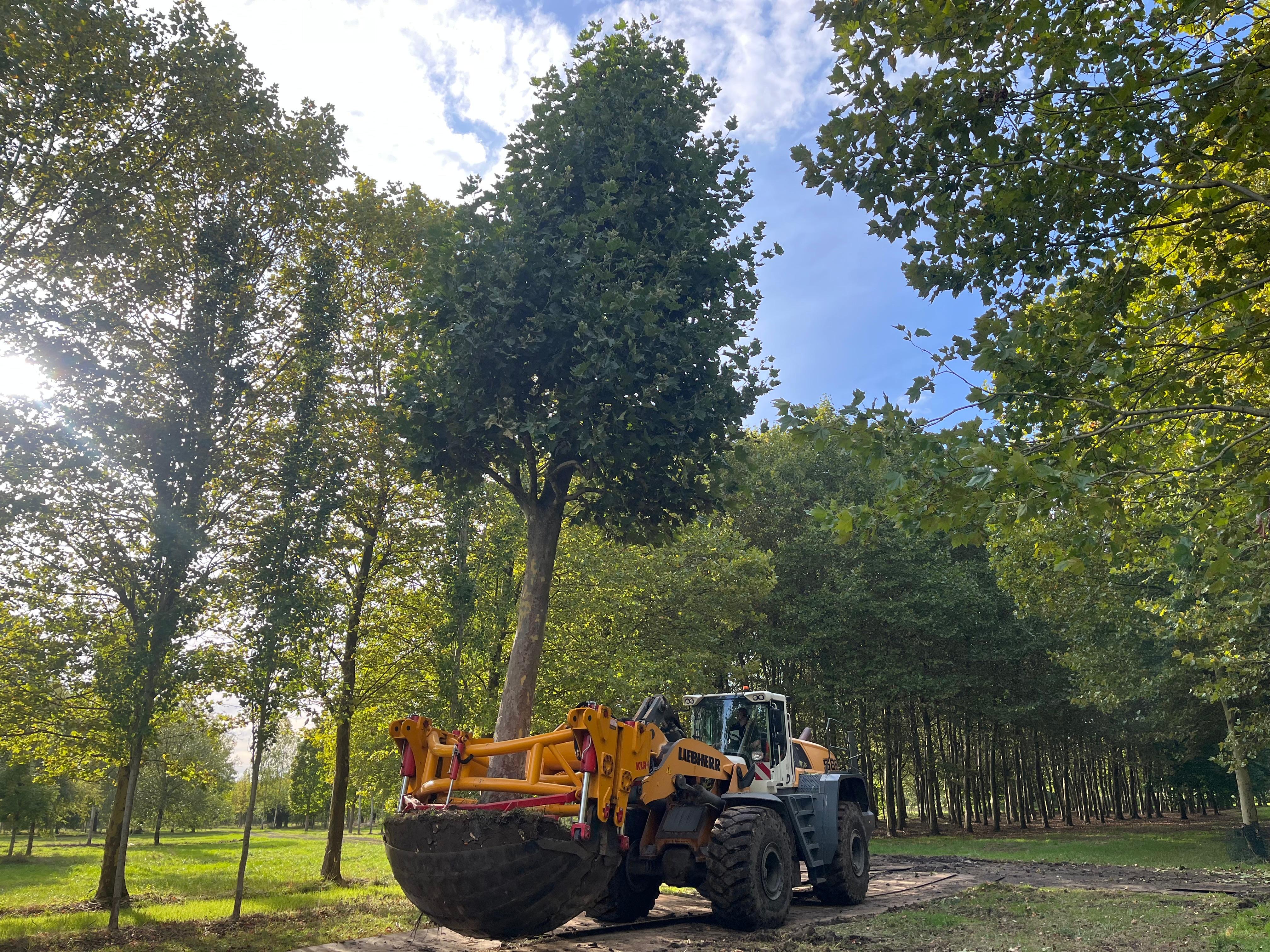 Bomen verplaatsen
