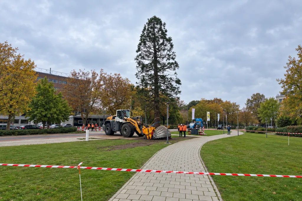 Wanneer bomen verplaatsen?
