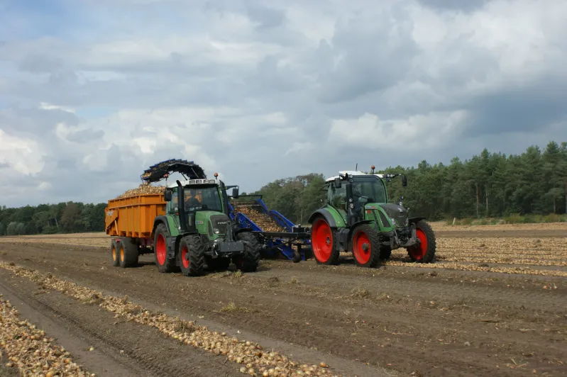 Uienteelt van zaaien tot laden