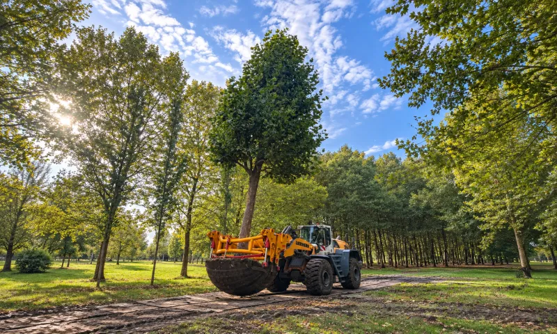Bomen verplaatsen